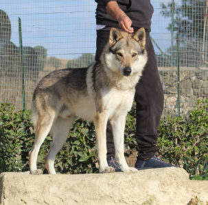 Persival Passo del Lupo